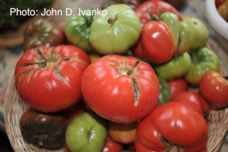Grainger County Tomato Bruschetta Image